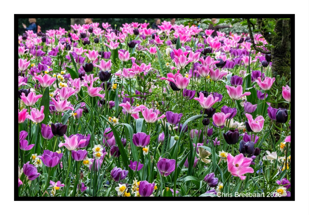 A vibrant field of pink and purple tulips interspersed with yellow flowers, creating a colorful floral display.