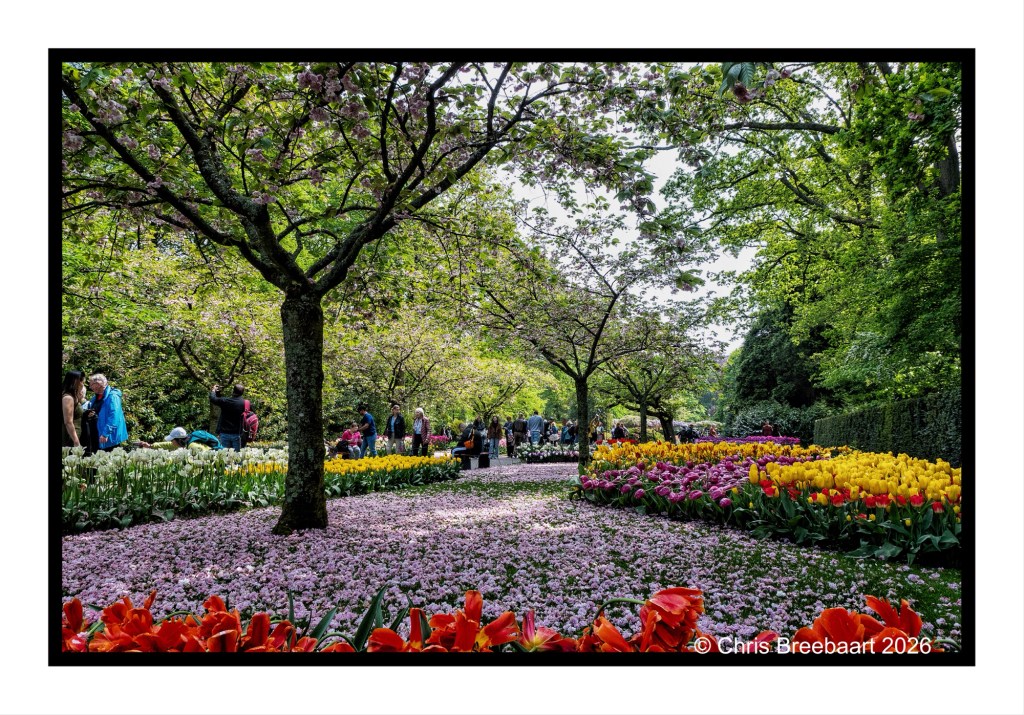 A vibrant garden scene filled with blooming tulips in various colors, surrounded by cherry blossom trees and people enjoying the beauty of nature.