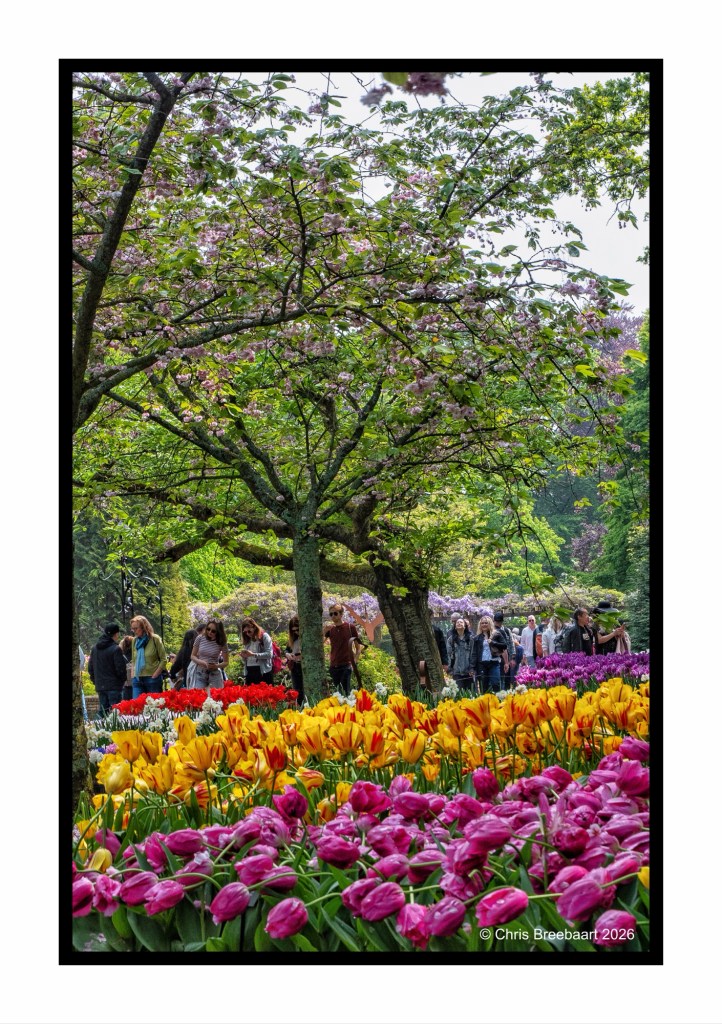 A vibrant garden filled with colorful tulips in shades of pink, yellow, and red, with visitors strolling beneath blooming trees.