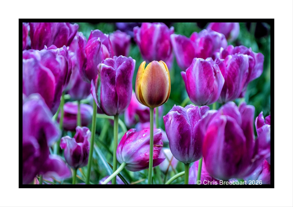 A vibrant field of purple tulips with one distinctive yellow tulip standing out in the center.