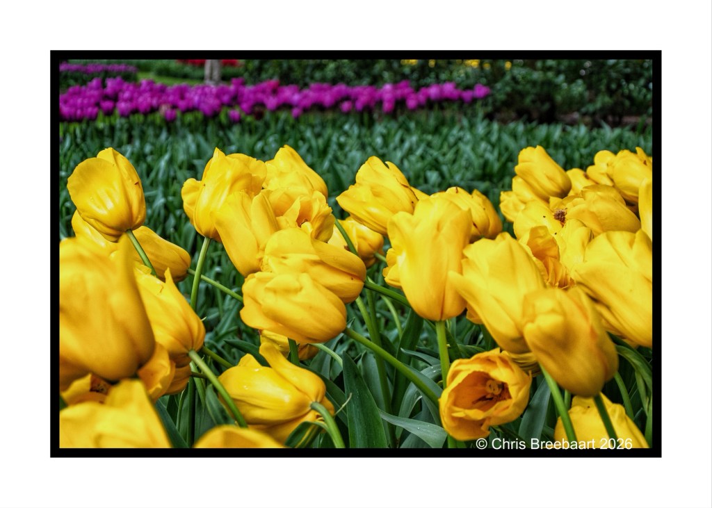 A vibrant field of yellow tulips in full bloom, with a background of purple tulips and green foliage.