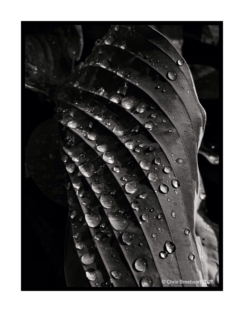 Close-up of a leaf with water droplets in black and white, showcasing the texture and curves of the leaf.