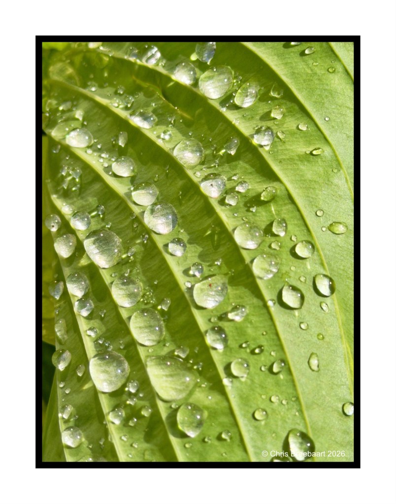 Close-up of a green leaf covered in water droplets, showcasing the texture and curvature of the leaf.