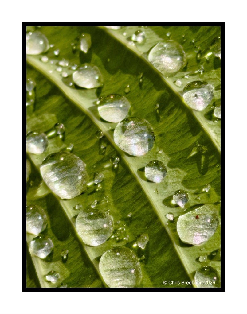 Close-up of green leaf surface covered in water droplets, showcasing a pattern of shiny beads of water reflecting light.