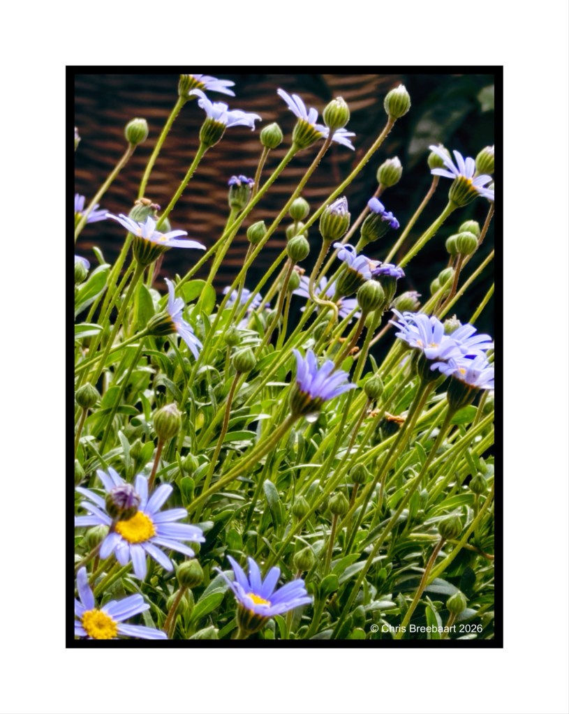 A close-up view of a cluster of blue daisies with green stems and buds, set against a blurred background.