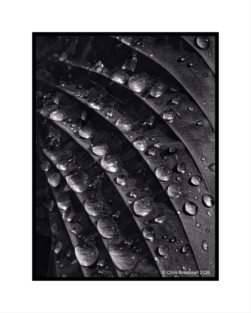 Close-up of a leaf showing water droplets on its textured surface in black and white.