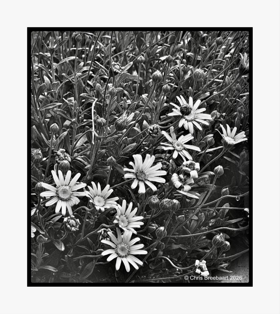 Black and white photo of a cluster of daisies surrounded by green foliage, featuring blooming flowers and buds.