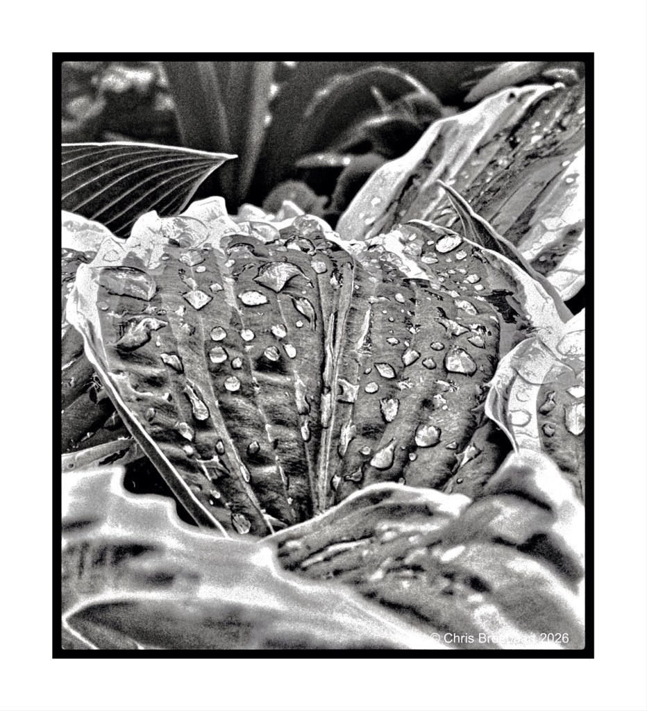 Close-up of large green leaves with droplets of water on them, in black and white.
