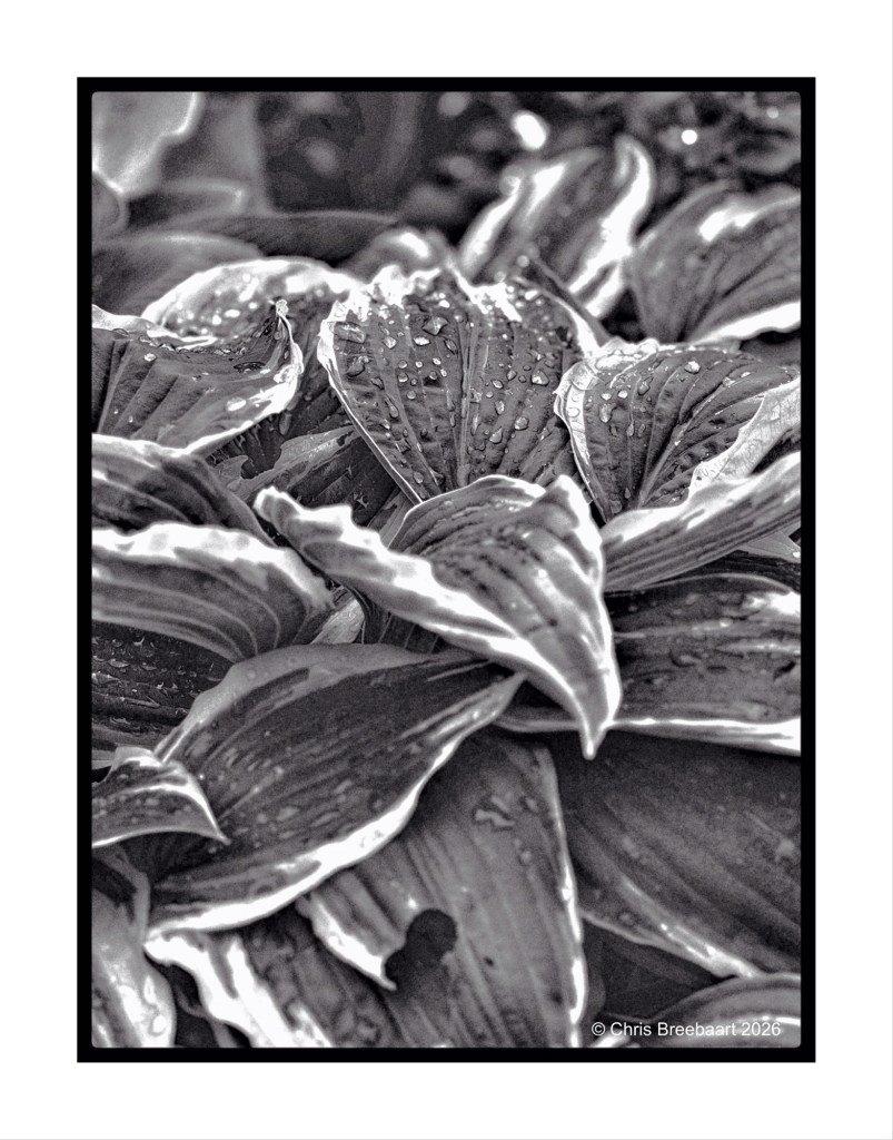 Close-up of wet leaves with droplets in black and white.