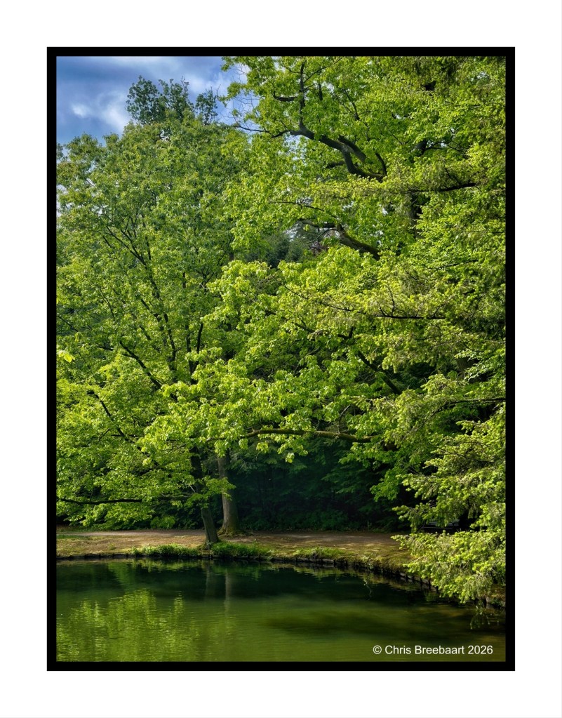 A serene landscape featuring lush green trees surrounding a calm pond, reflecting the trees and sky.