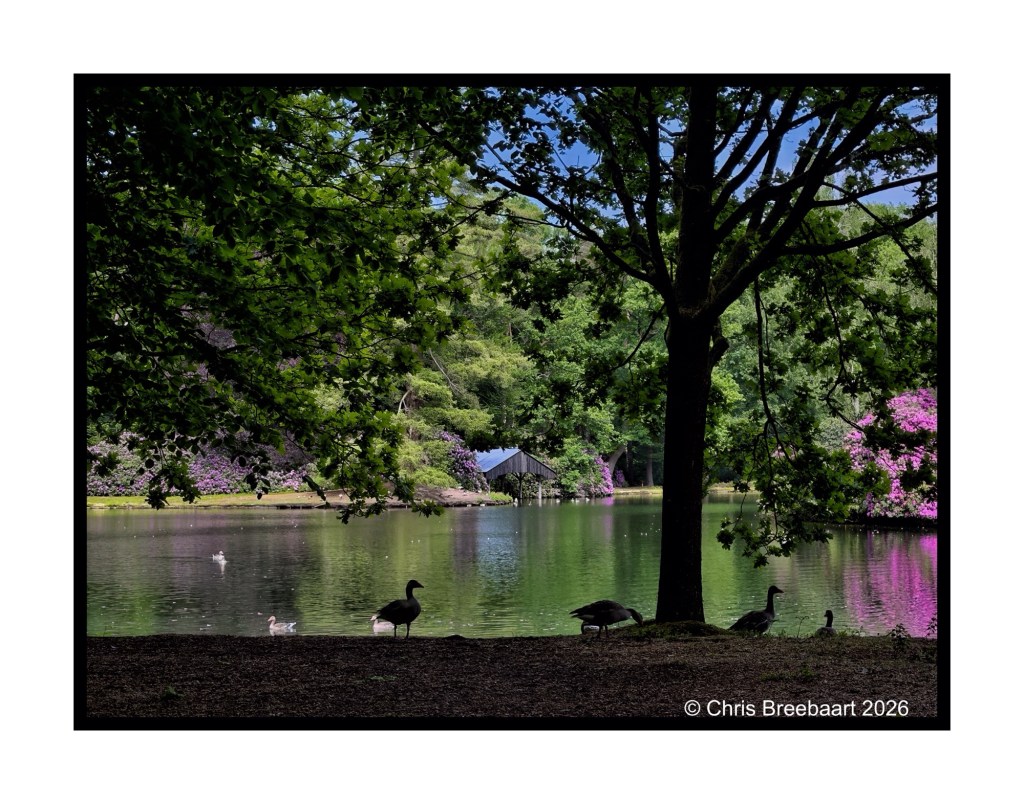 A serene lakeside view featuring a tree, ducks, and colorful flowers in the background, under bright blue skies.