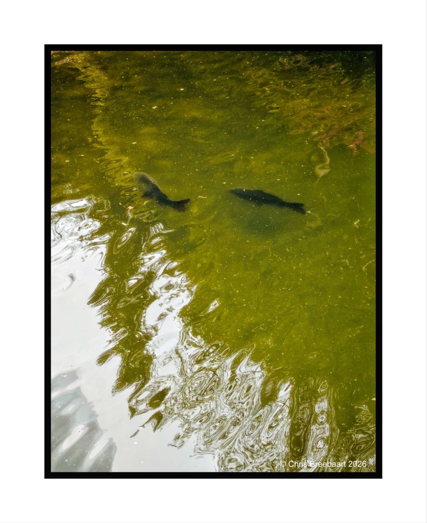 Two fish swimming beneath the surface of murky green water, with swirling reflections visible on the water's surface.