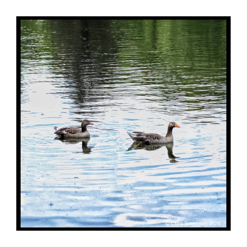 Two ducks swimming gracefully in calm water, creating ripples on the surface.