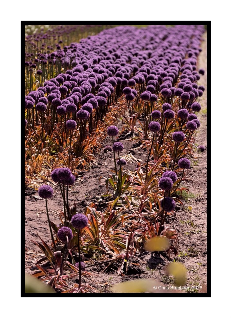 A field of vibrant purple allium flowers in neat rows, with green leaves emerging from the soil.