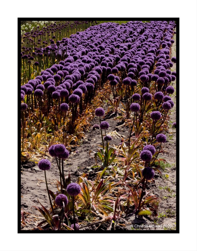 A vibrant field of purple allium flowers with long stems, set against a backdrop of green foliage and soil.