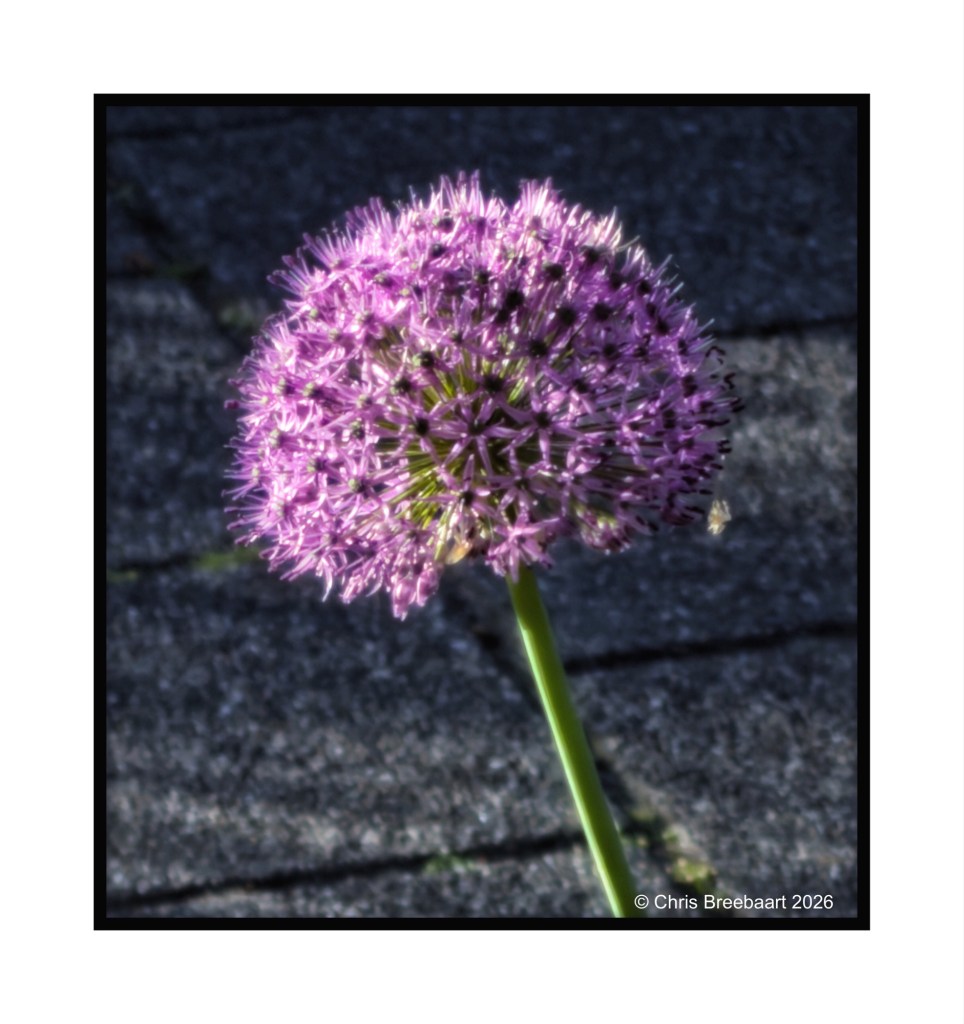 A close-up of a round purple flower with thin petals, growing on a green stem against a stone surface.