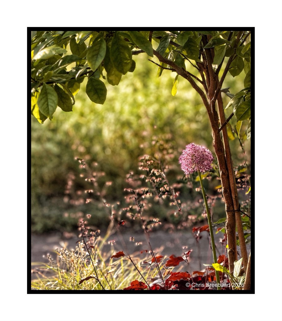 A close-up of a pink flower surrounded by lush greenery and soft blurred background, showcasing nature's beauty.