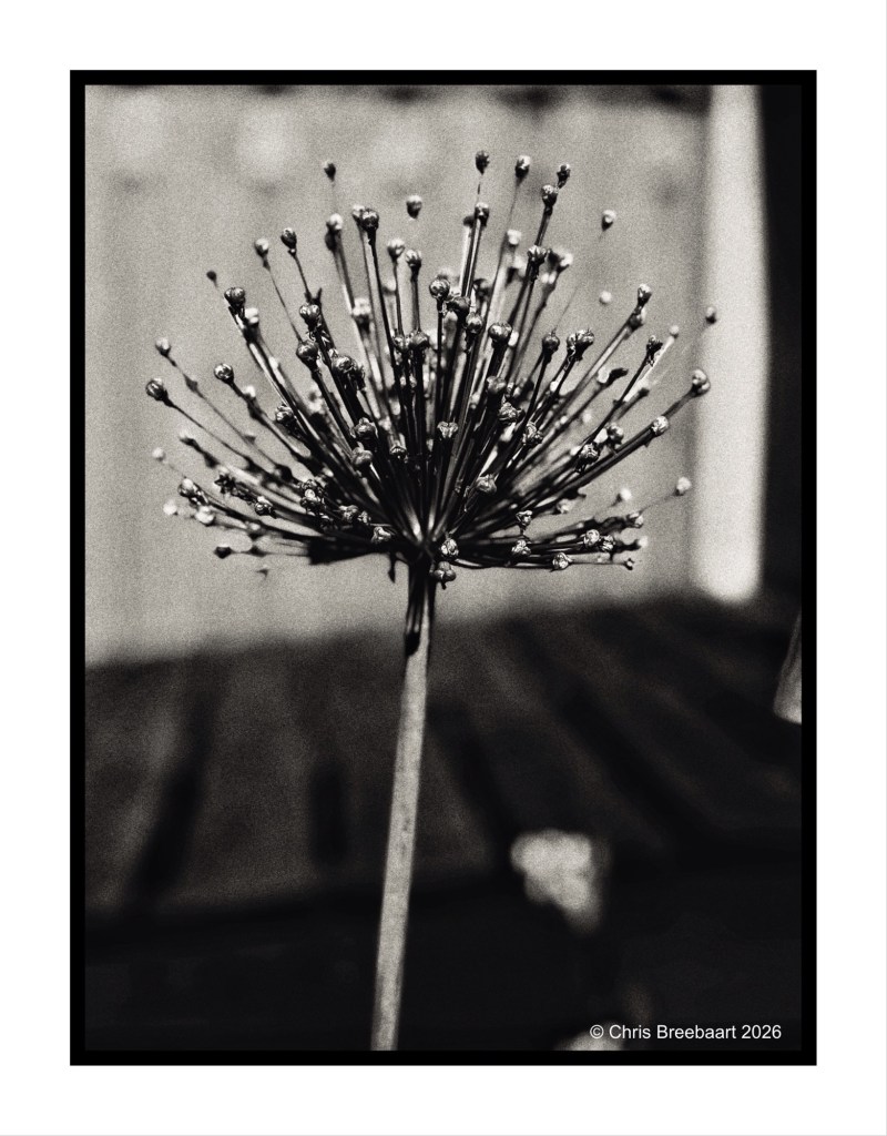 Close-up of a round flower head with multiple thin stems and small buds, photographed in black and white.