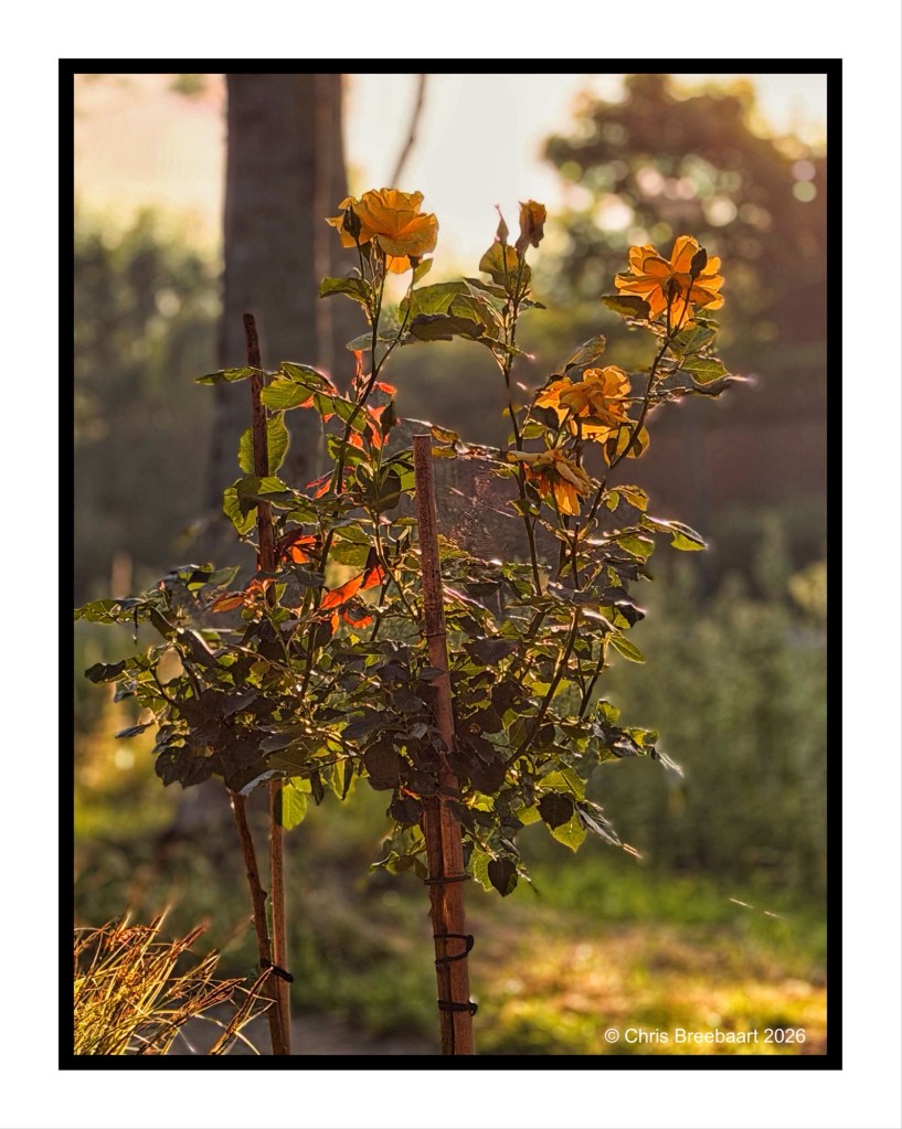 A close-up of a rose bush with bright yellow flowers, supported by stakes, set against a softly lit background of trees and greenery.