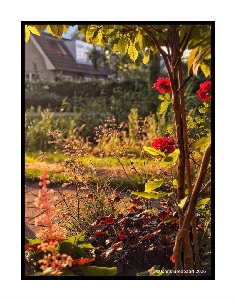 A close-up view of a garden featuring vibrant red flowers, green foliage, and various plants, with a soft sunlight illuminating the scene in the background.
