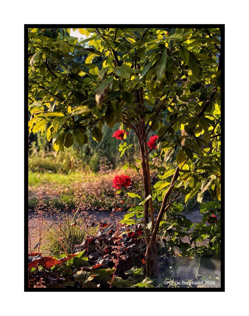 A vibrant garden scene featuring green leaves, a young tree, and bright red flowers in the foreground, illuminated by warm sunlight.