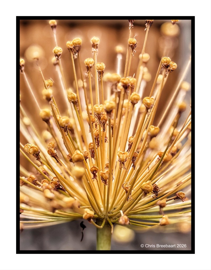 Close-up of a dried flower head with long, slender stems and small, brown seed pods radiating outward.