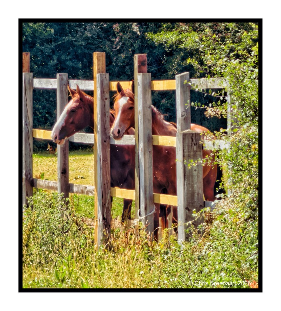 Two brown horses standing side by side next to a wooden fence in a grassy area.