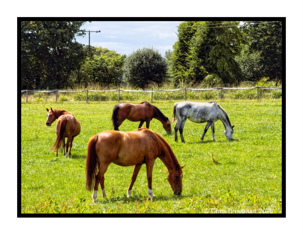 A serene pasture scene featuring four horses, two brown and one gray, grazing on lush green grass, surrounded by trees and a fence in the background.