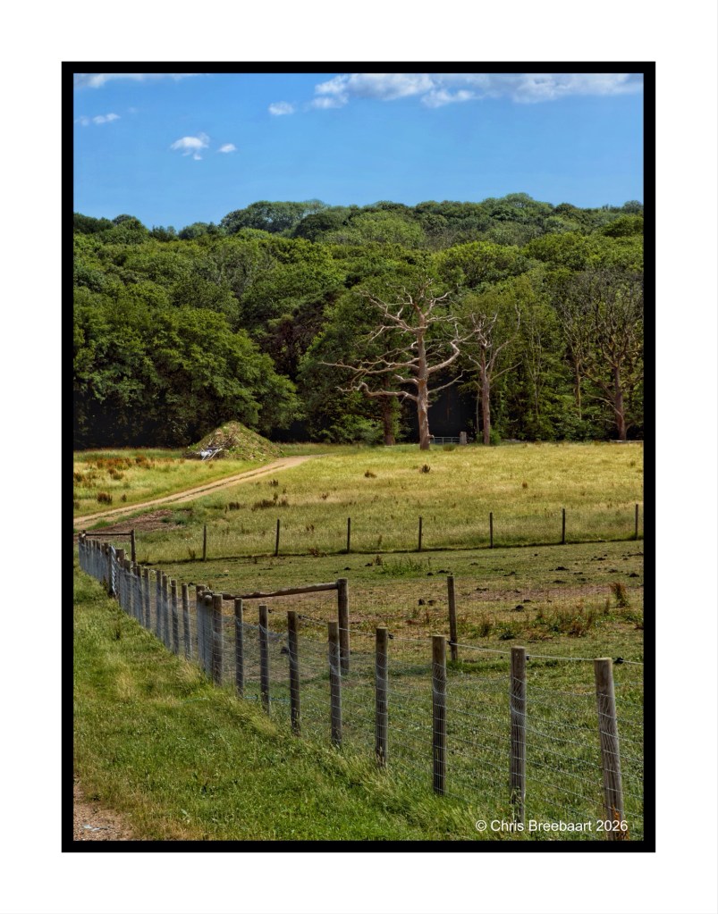 A rural landscape featuring a grassy field with a fence, leading to a wooded area with trees and a dirt path in the background.