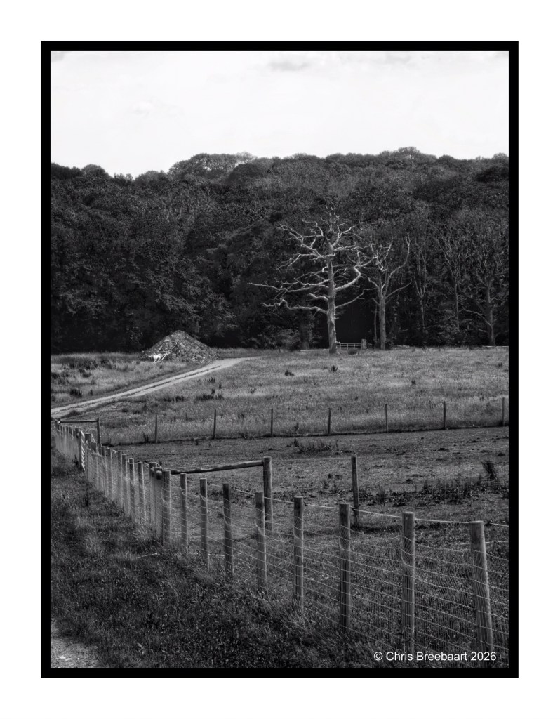 A black and white landscape featuring a barren tree in a field, with a winding dirt path and a wooden fence in the foreground. Dense forest is visible in the background.