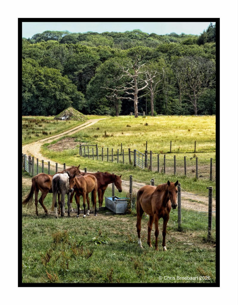 A group of horses standing near a water trough in a pasture, with a dirt path leading into the background and trees lining the edge of the field.
