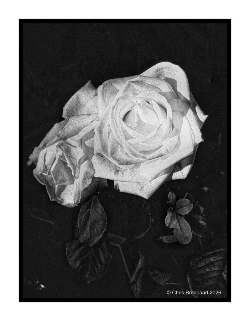 A black and white photograph of two roses surrounded by dark leaves, showcasing their intricate petal structures.