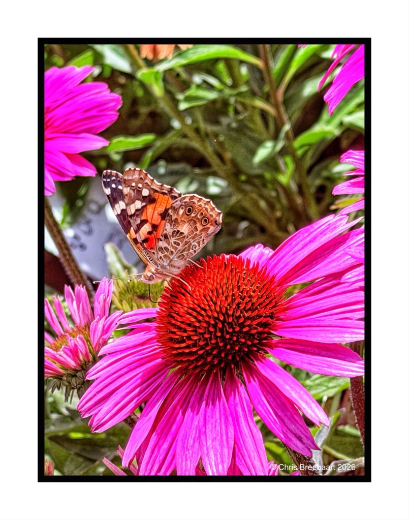 A colorful butterfly resting on a vibrant pink flower with a red center, surrounded by green foliage.