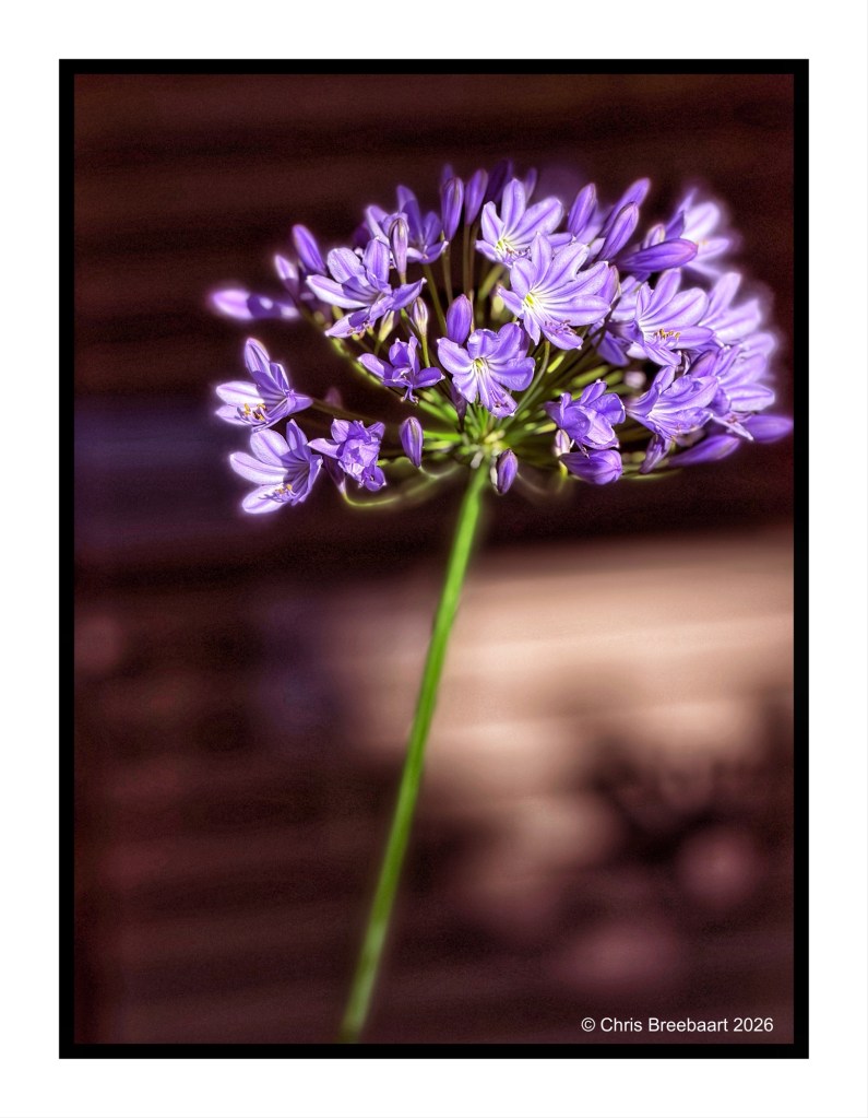 A close-up photograph of a cluster of small purple flowers on a green stem, with a blurred background.