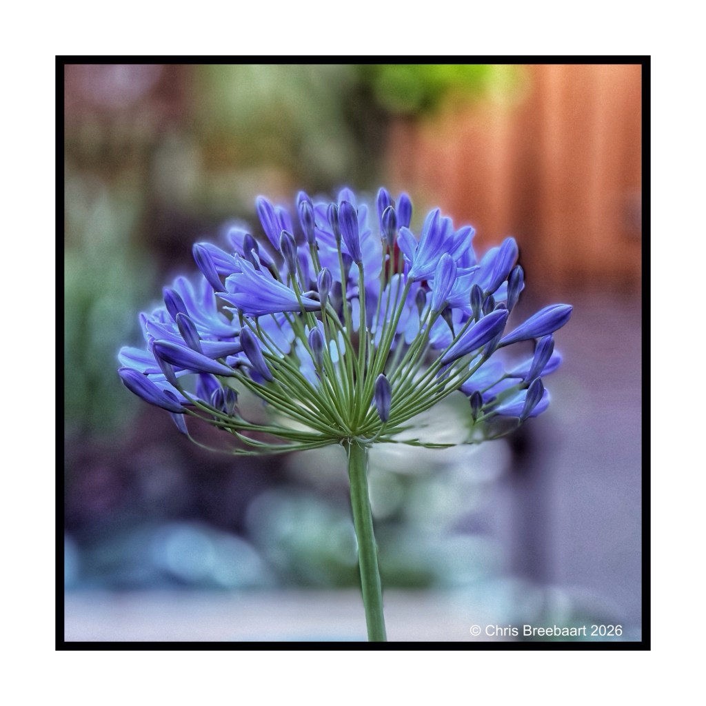 A close-up of an agapanthus flower with clusters of purple buds, set against a blurred green and brown background.
