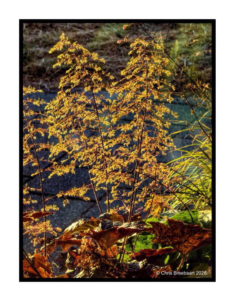 A close-up of golden foliage and wildflowers illuminated by sunlight, with vibrant green and brown leaves in the foreground.