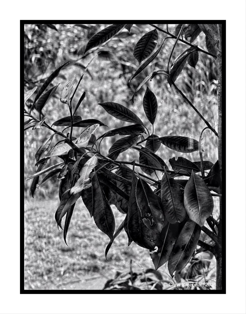 Black and white close-up of lush green leaves on a plant with a blurred background.