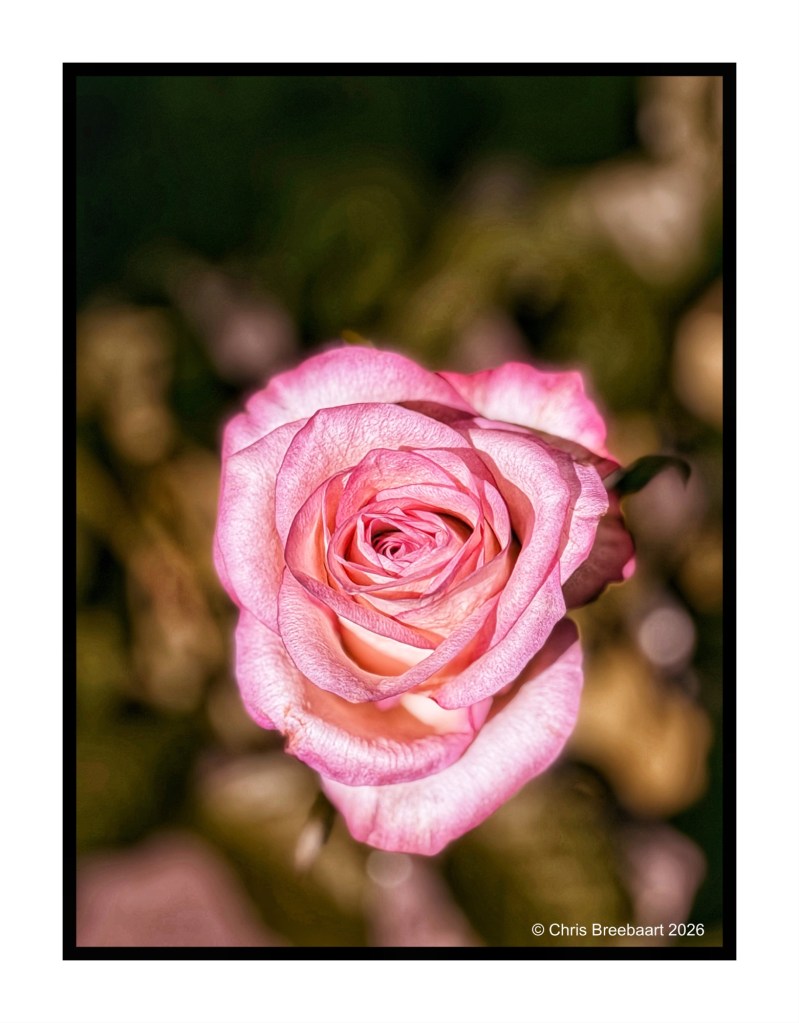 Close-up of a pink rose with soft petals against a blurred dark background.
