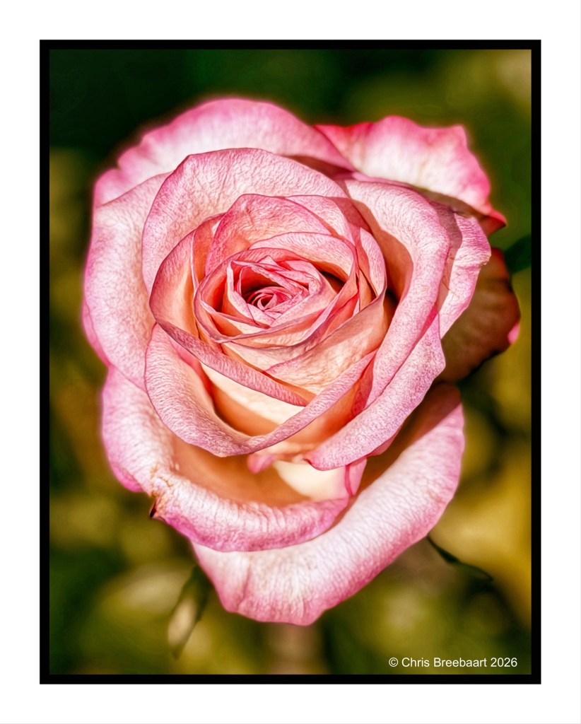 Close-up of a pink and peach rose in full bloom, against a soft green background.