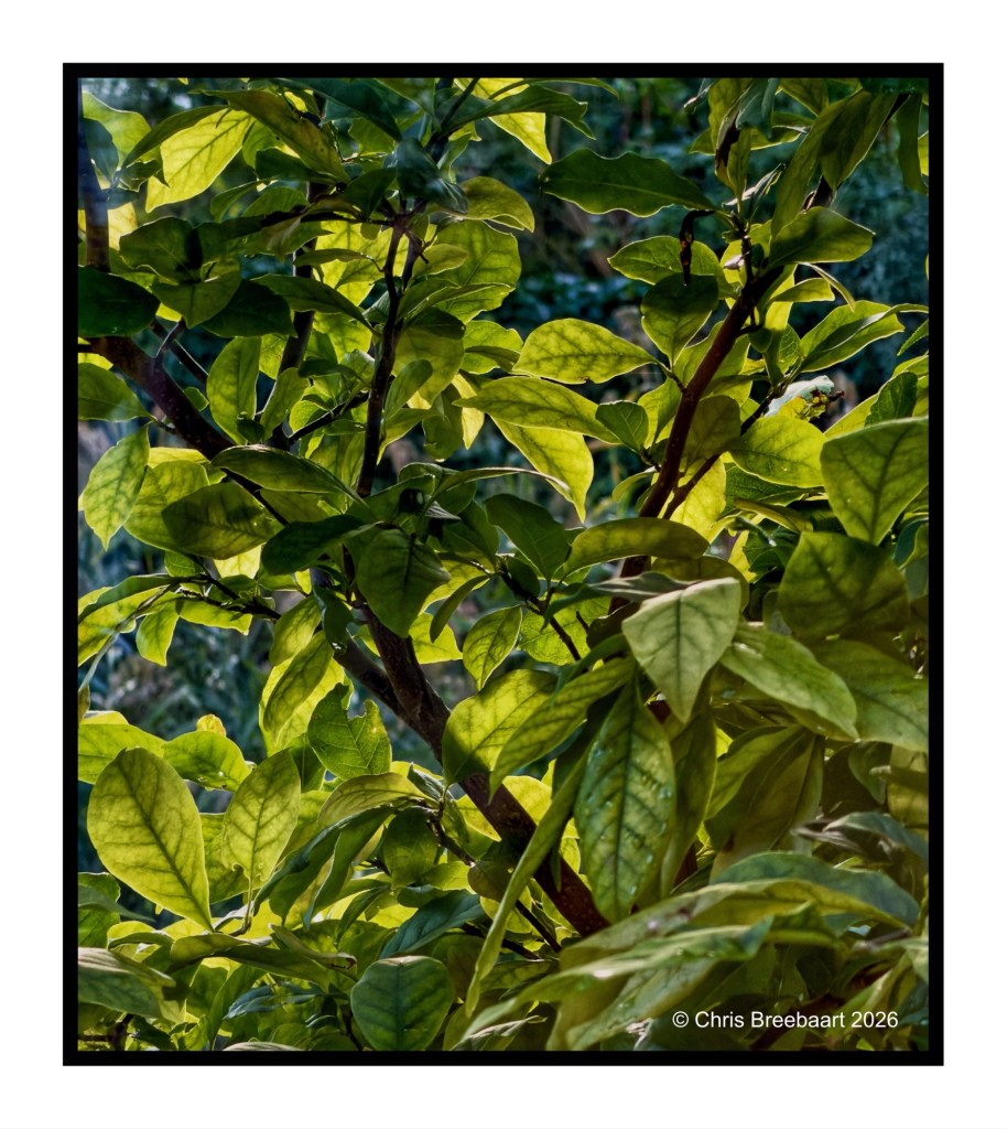 Close-up view of vibrant green leaves illuminated by sunlight, showcasing the lush foliage of a plant.