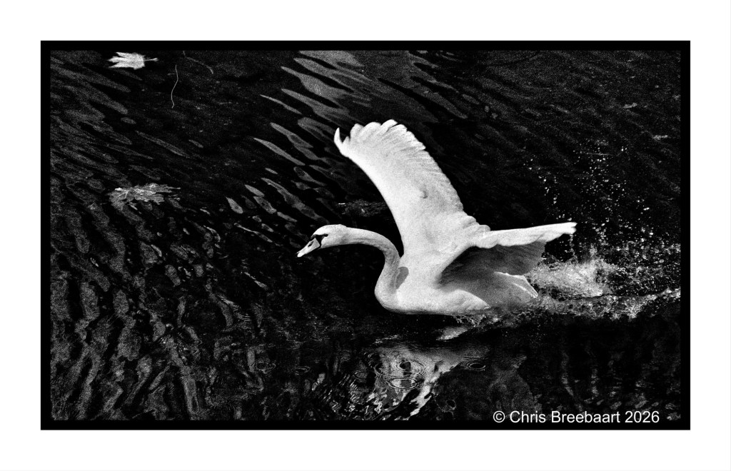 A swan taking flight from the water, captured in black and white, creating a dramatic contrast with rippling water and leaves.