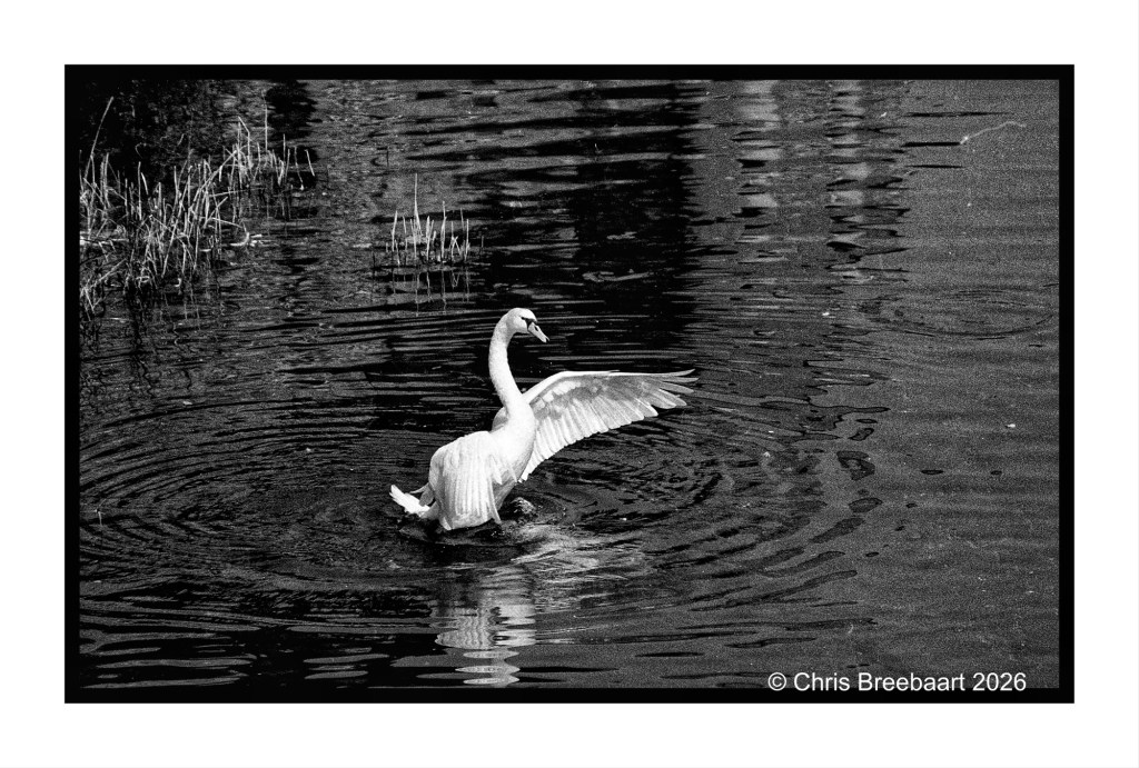 A black and white photograph of a swan gracefully flapping its wings on the surface of a serene water body, creating ripples around it.
