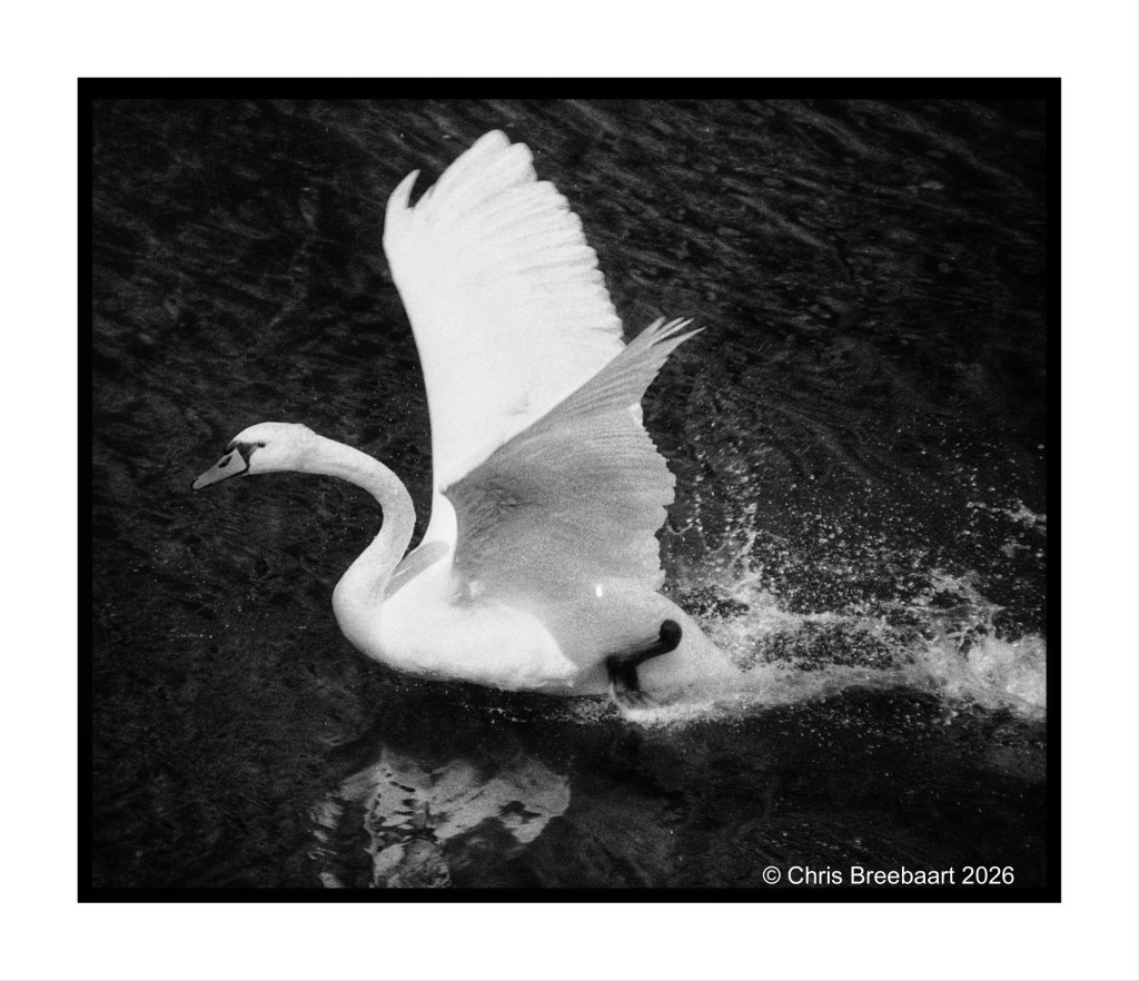 A black and white image of a swan taking off from the water with its wings partially spread.